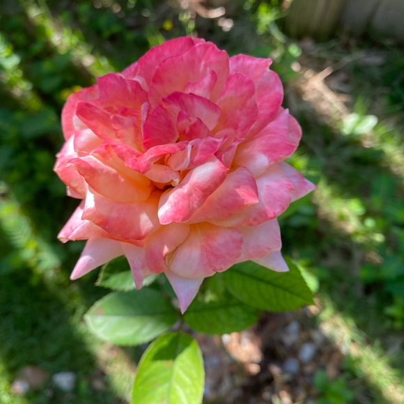 Meet your Posher, Amna - Picture 1 of 1